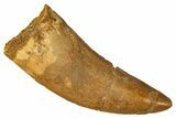 Serrated Carcharodontosaurus Tooth - Real Dinosaur Tooth #341107-1